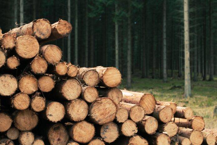 Know Why Aussies Prefer to Stock Bulk Firewood in Summers