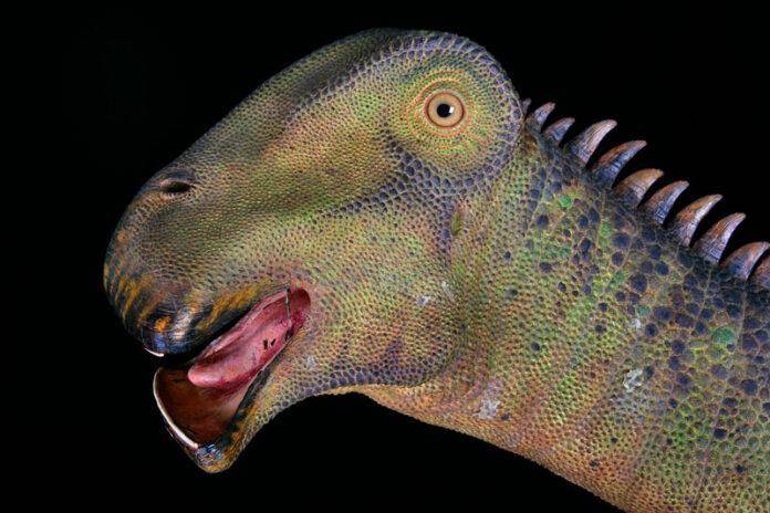 What Dinosaur has Teeth